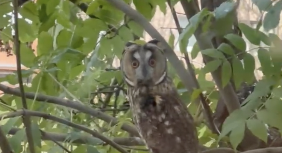 A legokosabbak a Magángimibe járnak